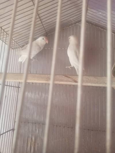 bridar pair haldi and Activ 03024970447