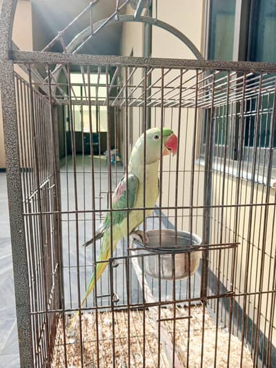 Kashimri Raw Parrots For Slale