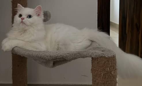 odd eyes persian cat pair