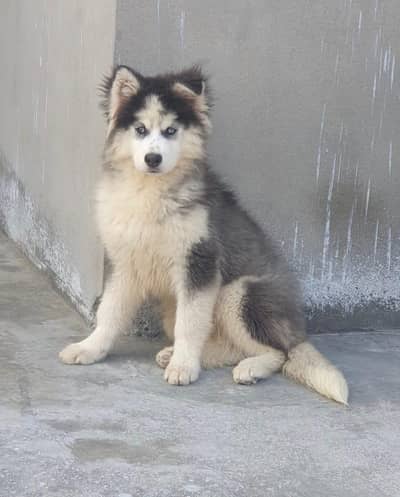 HUSKY puppy's P. K. C PEDIGREE 3RD GENERATION