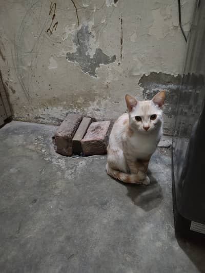 My beautiful cat for sale