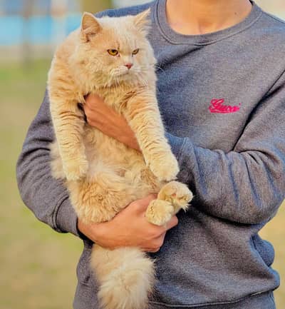 persian male cat for sale