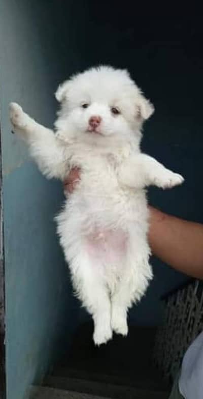 Russian puppies 03425137217