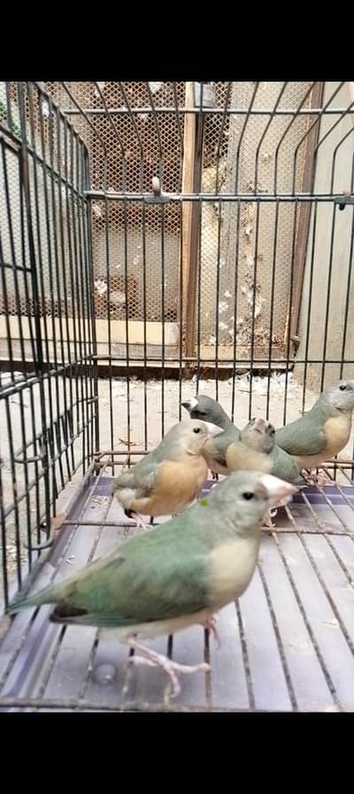 Blue Gouldaion finches