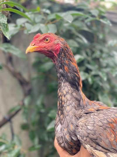 aseel pathy pathyeai