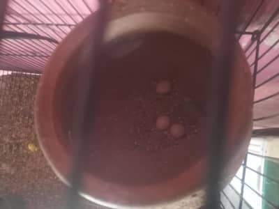 full bridar pair and Activ grante ka sath 03024970447