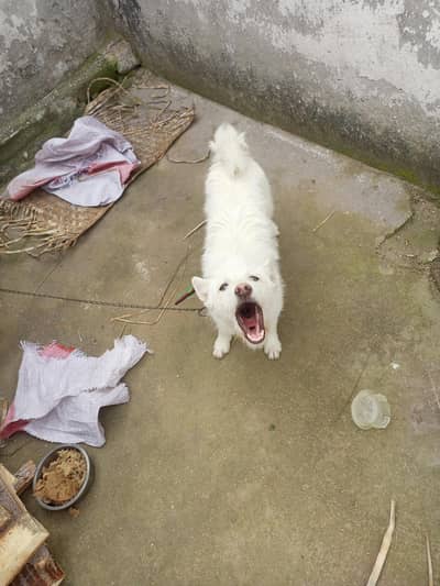 Russian zero size female puppy for sale one time breed