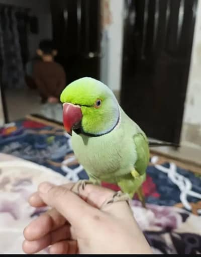 face to face taking fully tam