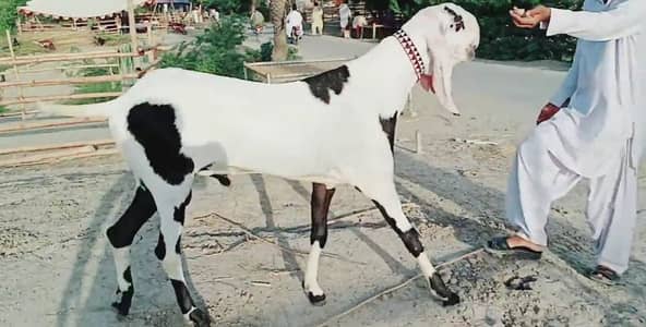 bakra urgent for sale/ +03102729869