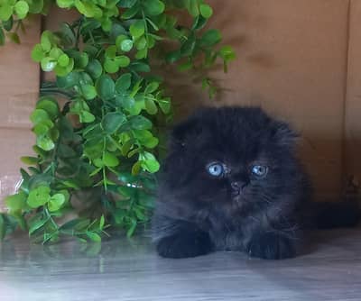 Persian good breed kittens avail. WhatsAp={03103699468}