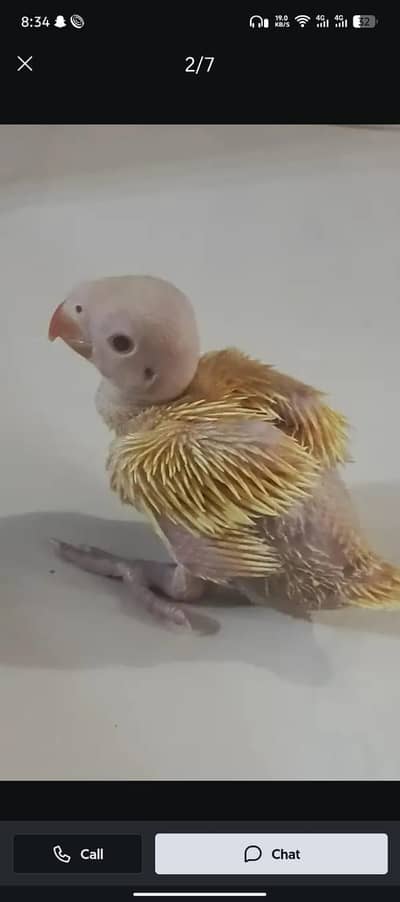yellow ring neck chick available