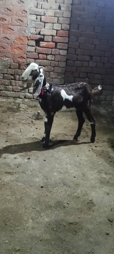 bakra  full active ha