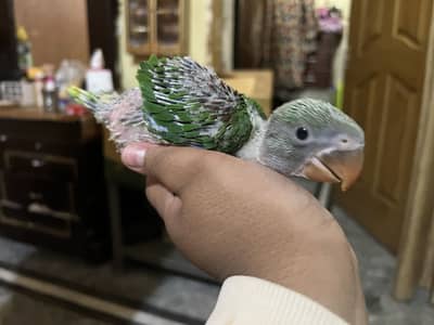 Kashmiri parrot for sale best for hand tame