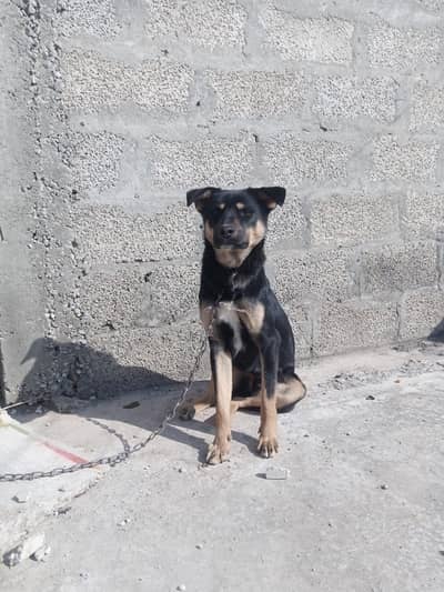 German Shepherd Cross. Trained