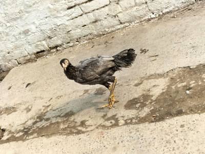 ASEEL THAI FEMALES | HOME BREED | BREEDER FEMALES