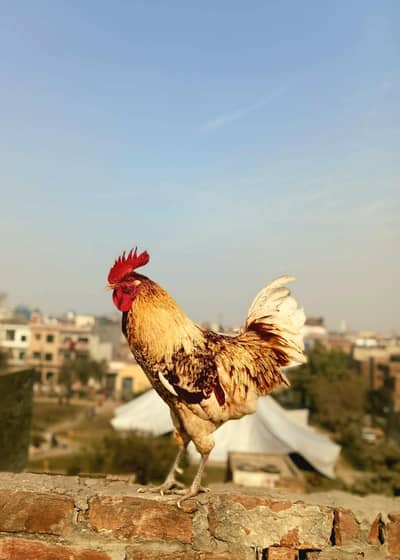 One female and one mail desi breed