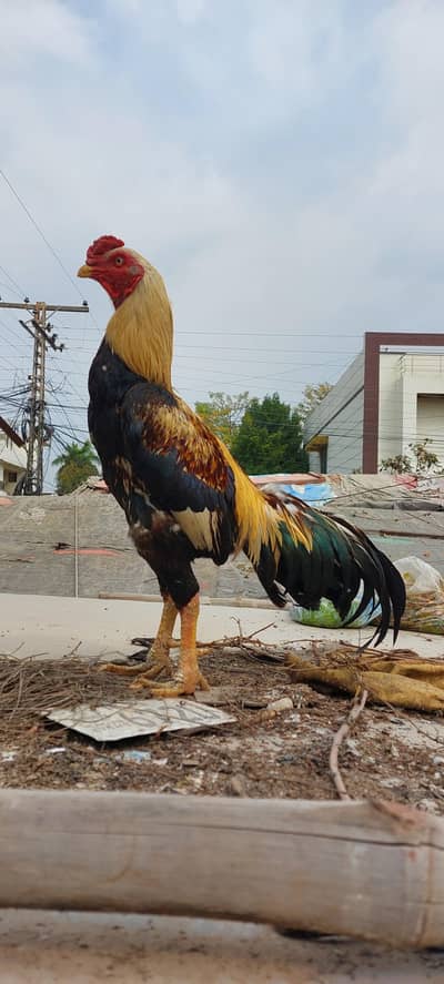 aseel pattha for sale Dedh Sal