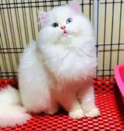 Persian cat for sale my WhatsApp number  0324-12-95-120