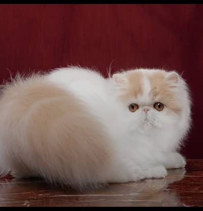 Piki persian