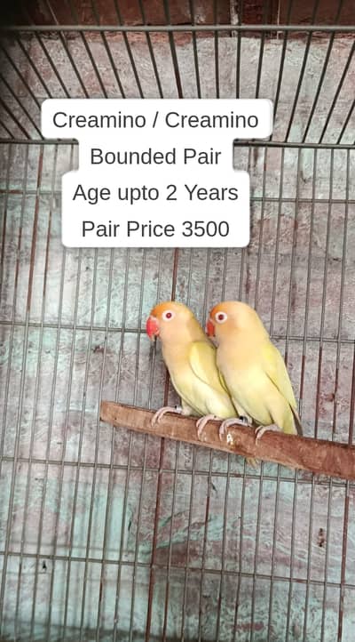 Creamino, Albino, parblue, Palefallow lovebirds