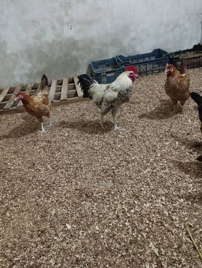 Per piece || Desi Hens || Misri || fresh egg laying || sari lenae wala