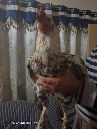 Rare Breed Rooster – Healthy, Vaccinated & Strong