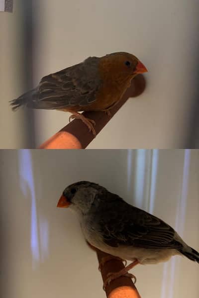 Gouldians/Exhibition  Finches/Zebra Finch/ Snow White/Eno cocktail