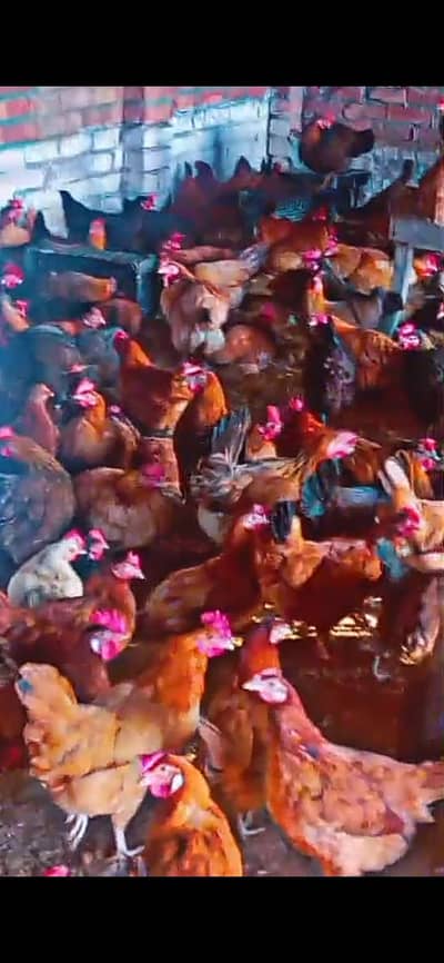 Agg deny wali murgi Hai jis bhai ko chahy wo rabta kry03026682709