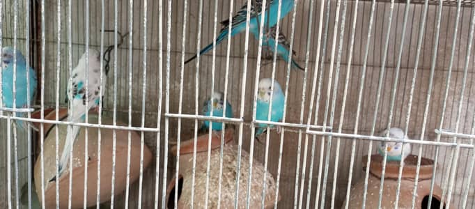 Australian Budgie Bajri Bajree parrot