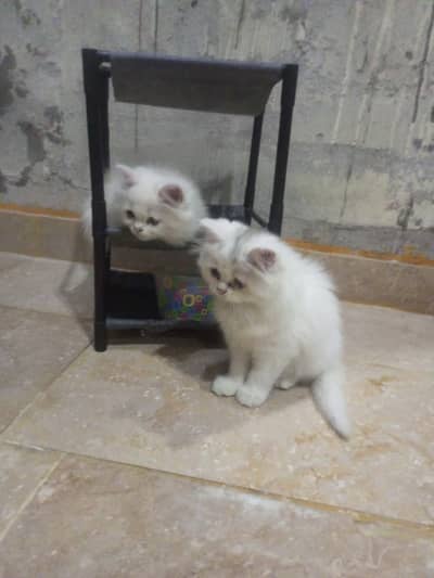 Persian kittens 3 months old
