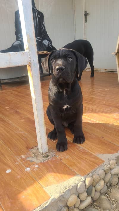Cane corso