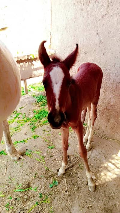 panj Kalyan bachelor for sale 0309=0097784