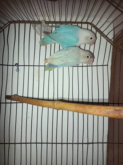 Breeder lovebirds pair