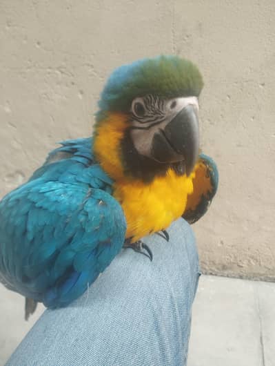 Blue & Gold Macaw Fully Tamed