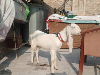 گلابی کاموری مادی