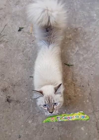 Mixed Breed Friendly &  Litter Trained