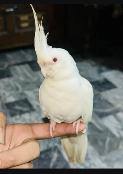 cost of lie that dies joda