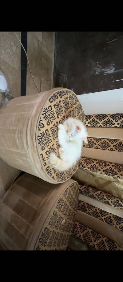 persian kitten availabe