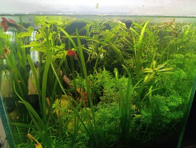 Nano Planted Aquarium with fishes for sale