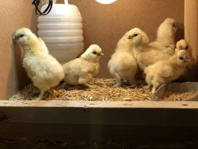 White Silky Chicks Fancy Hens Eggs Chicks