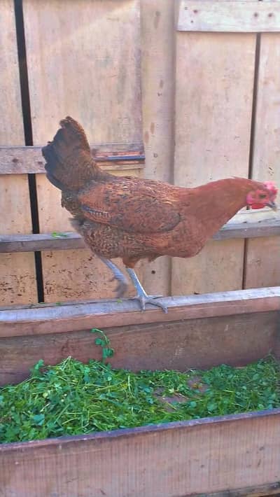 Egg laying Dasi Murgi