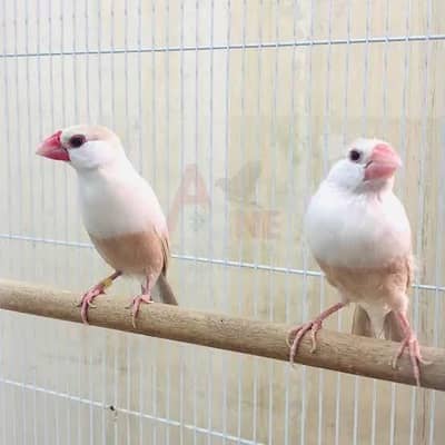 Fawn, opal Java , King Budgie