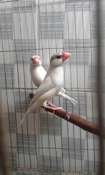 Opal Java & Pathay & Bird's Show Cage 1