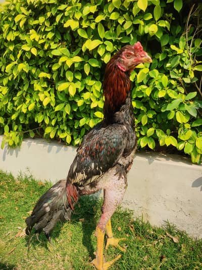 Long Height Quality bird