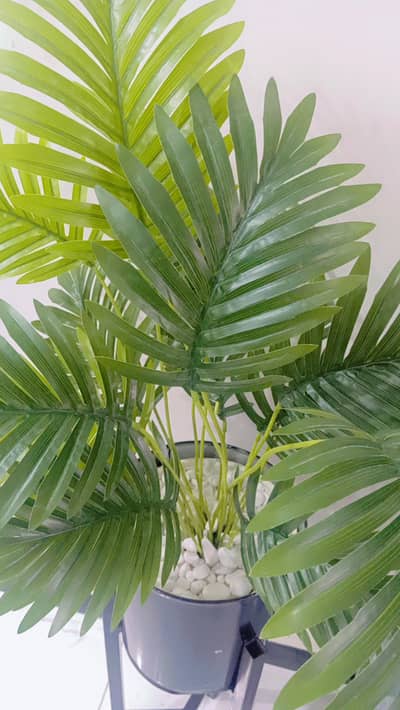 palm plant