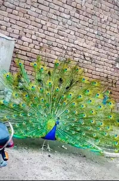 Peacock mor Green jawa and Indian black shoulder breeder male