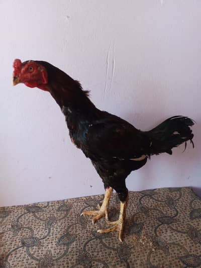 panus pkoya neck locker double HDD ka murga 03430424748