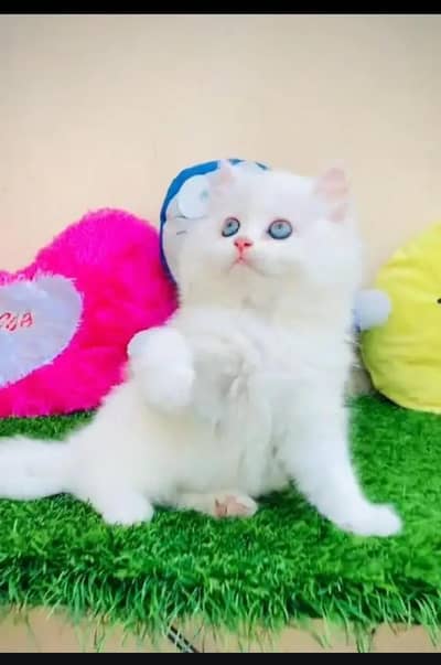 Persian cat for sale my WhatsApp number  0325-15-67-306