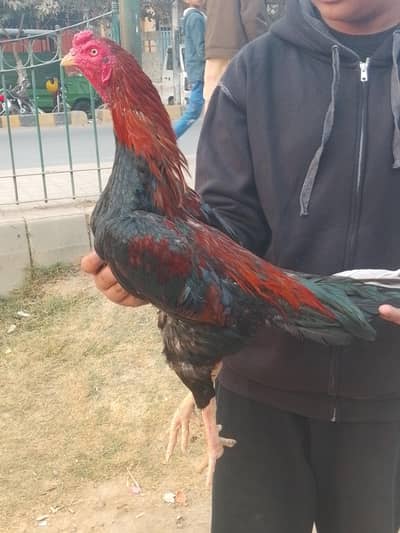 serious buyer only contact