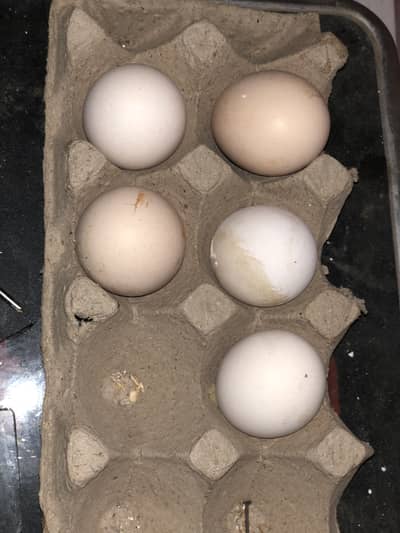 White Silky Eggs Chicks